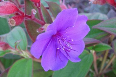 tibouchina