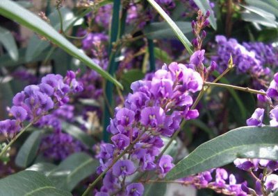 hardenbergia