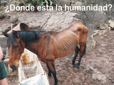 Â¿HUMANIDAD?