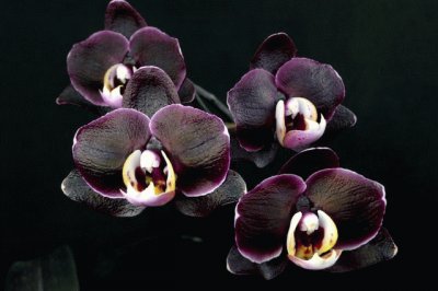 orquÃ­deas negras