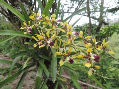 Orquideas 3