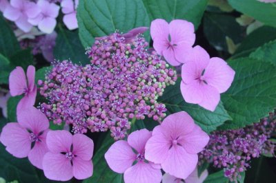 hydrangea