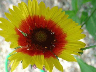 gaillarde