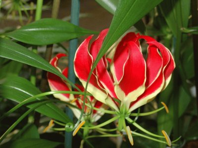 gloriosa