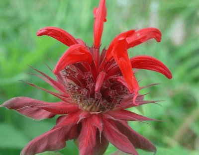 monarde