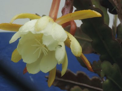 Flor de la Pitaya