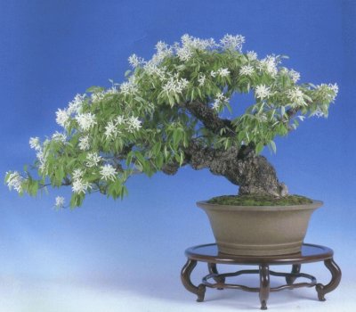 Bonsai florido