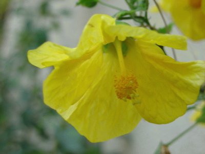 abutilon