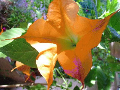 brugmansia