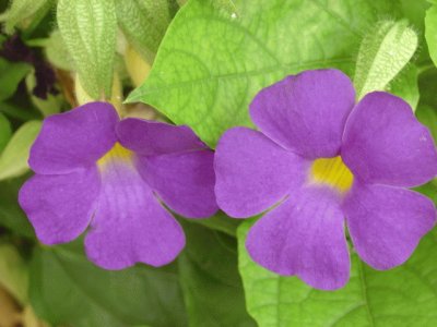 thunbergia