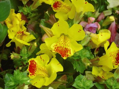 mimulus