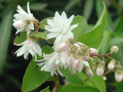 deutzia