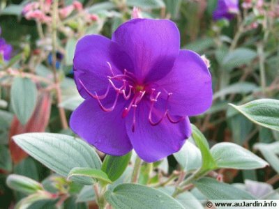 tibouchina