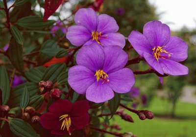 tibouchina