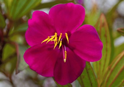 tibouchina