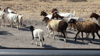 Ovelhas e Cabras