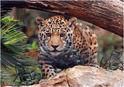 Leopardo