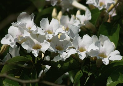 fleur des tropiques