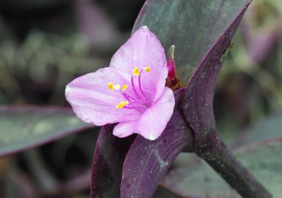 tradescantia