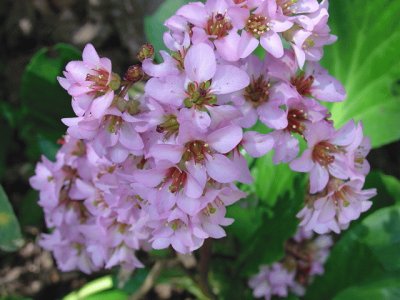 bergenia