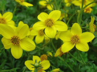 bidens