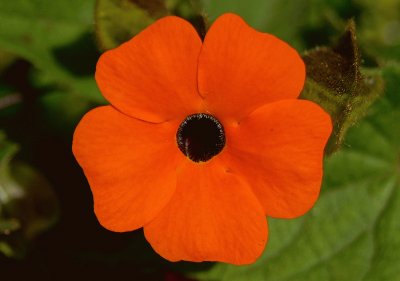 thunbergia