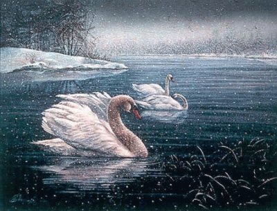 cisnes en invierno