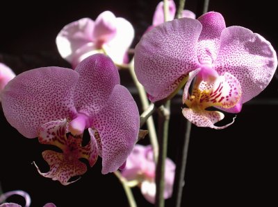 Orquidea