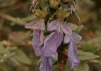 teucrium