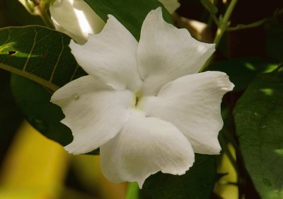 thunbergia