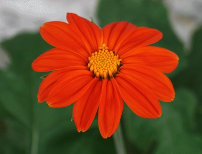 tithonia