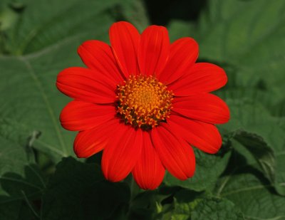 tithonia