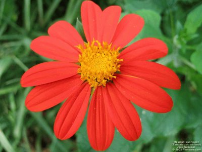 tithonia