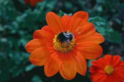 tithonia