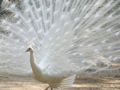 Pavo real blanco