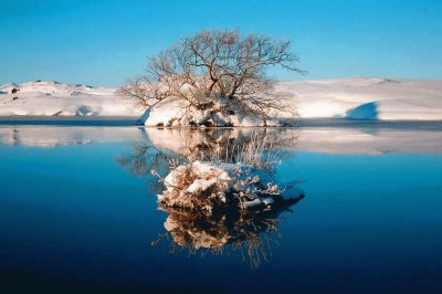 Reflejo de Arbol