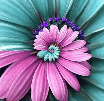 Pink and Blue Flower