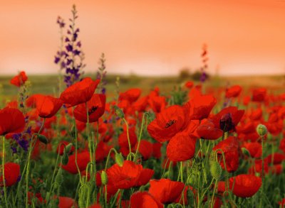 coquelicots