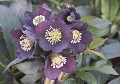 hellebore