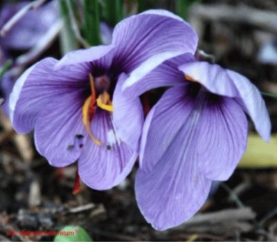 crocus