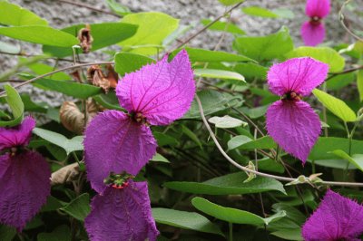 dalechampia