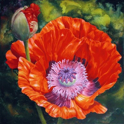 Beautiful Poppy