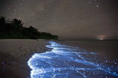 Mar de estrellas. Isla Vaadhoo.  Maldivas