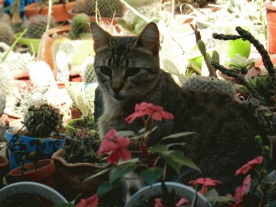 YAYITA CUIDANDO MIS CACTUS