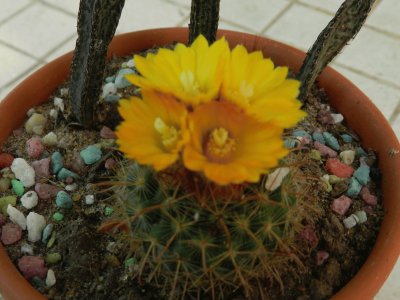 NOTOCACTUS