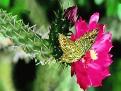 MARIPOSA POSADA EN UN CACTUS