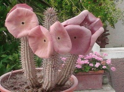 HOODIA GORDONI