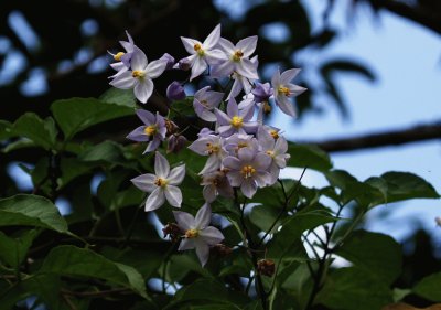 solanum