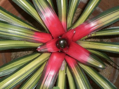 Bromelia5