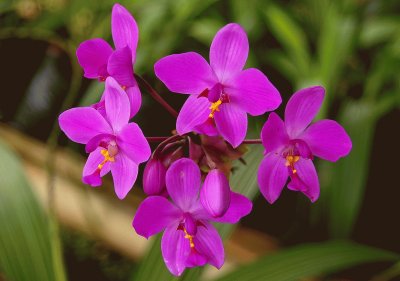 spathoglottis